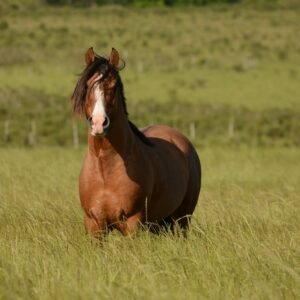 brown horse in grass field