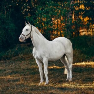 white horse on forest